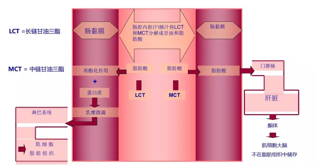 中链甘油三酯(MCT)在牛奶中的主要作用